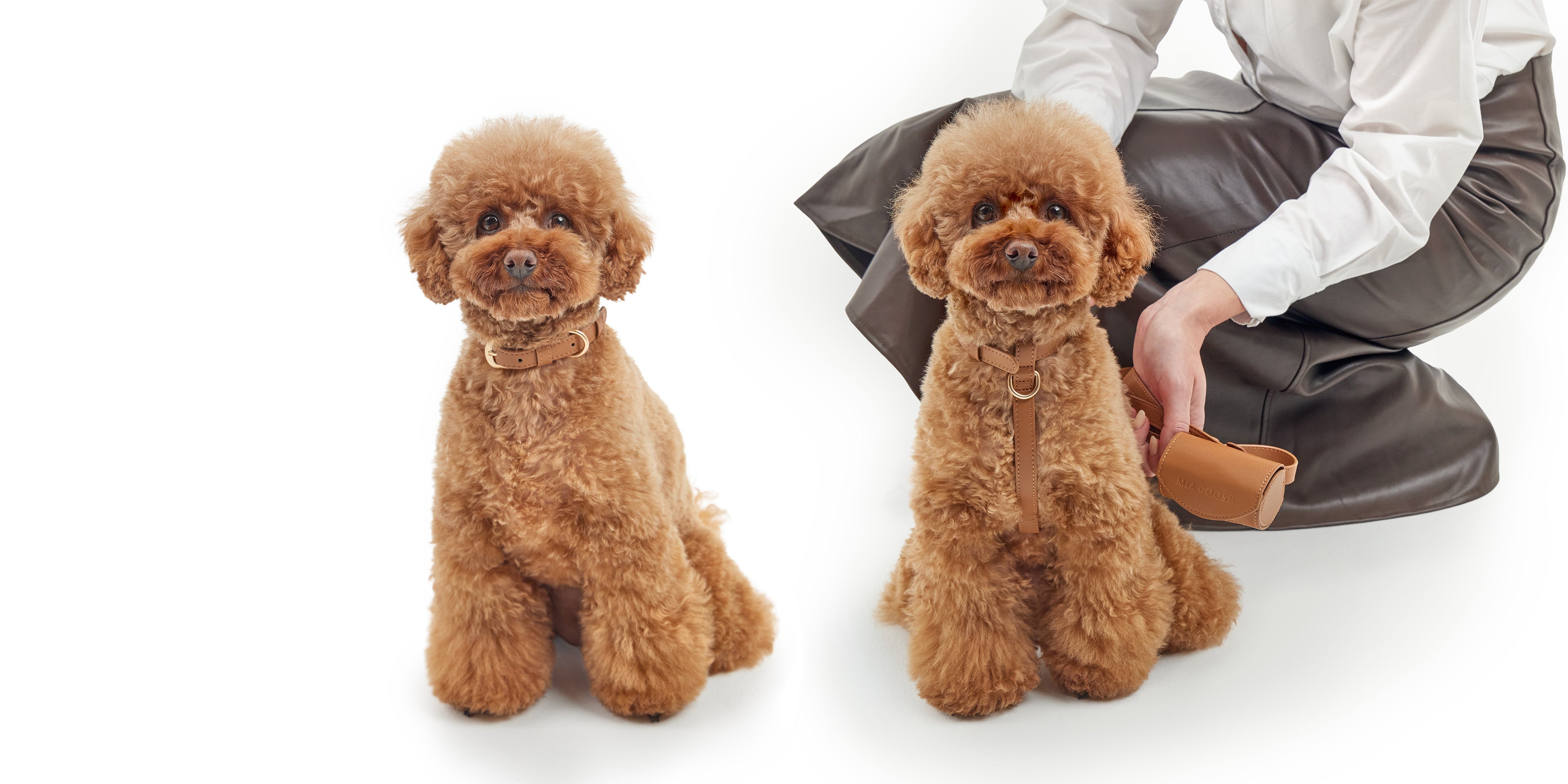 Harness vs Collar: Which Is Better for Small and Medium Dogs?