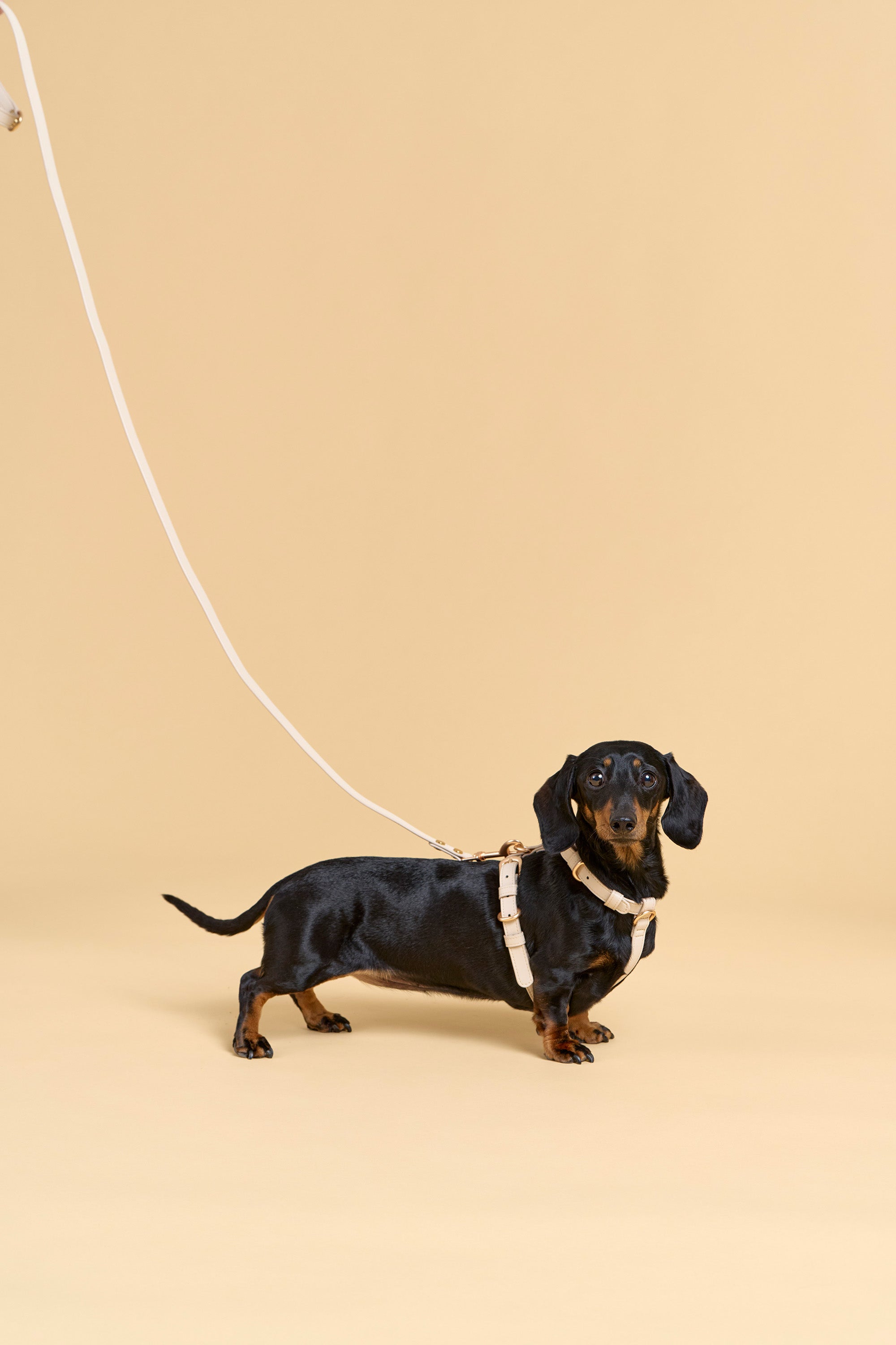 Classic Lead – Vanilla Cream