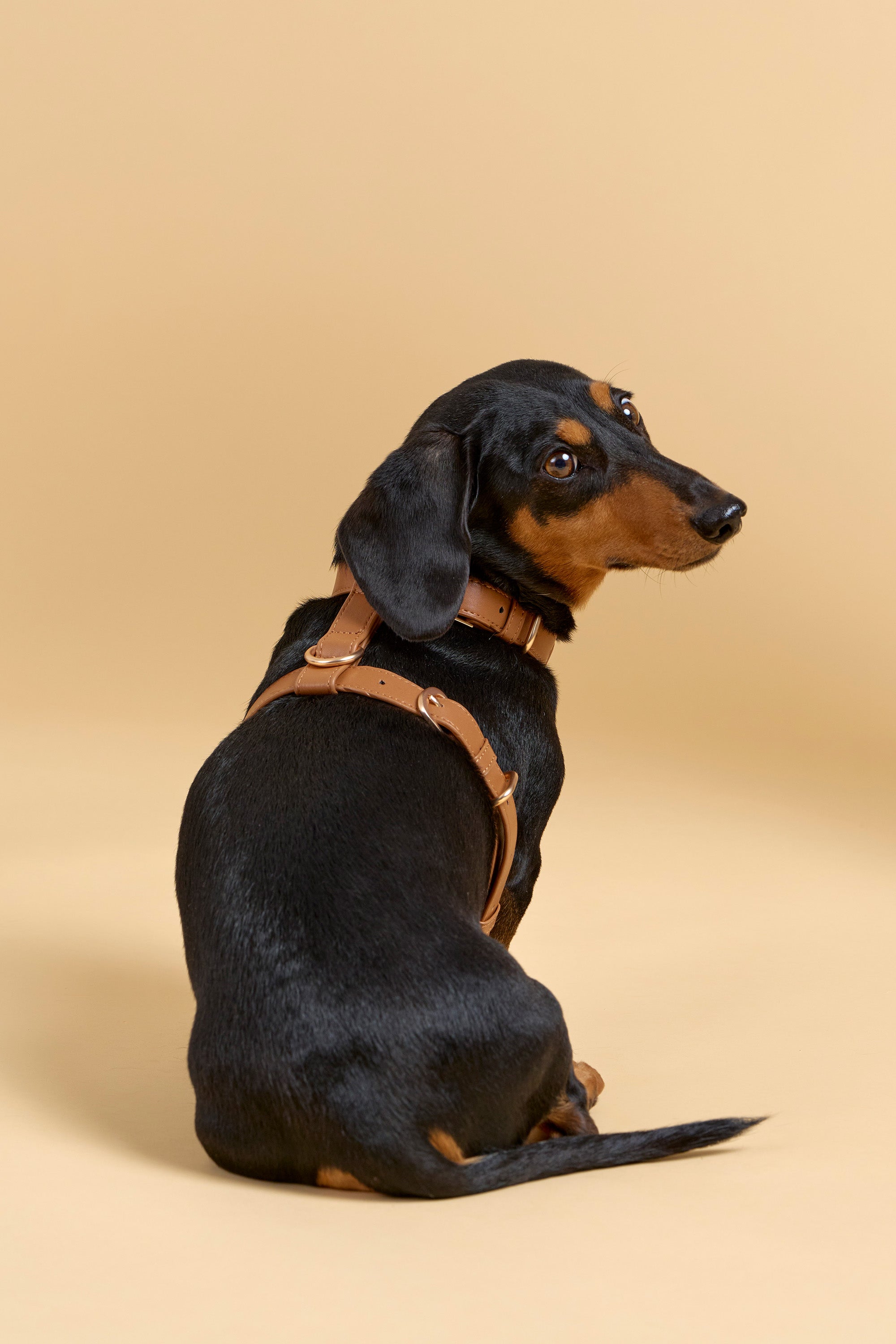 Classic Harness Set – Caramel Brown