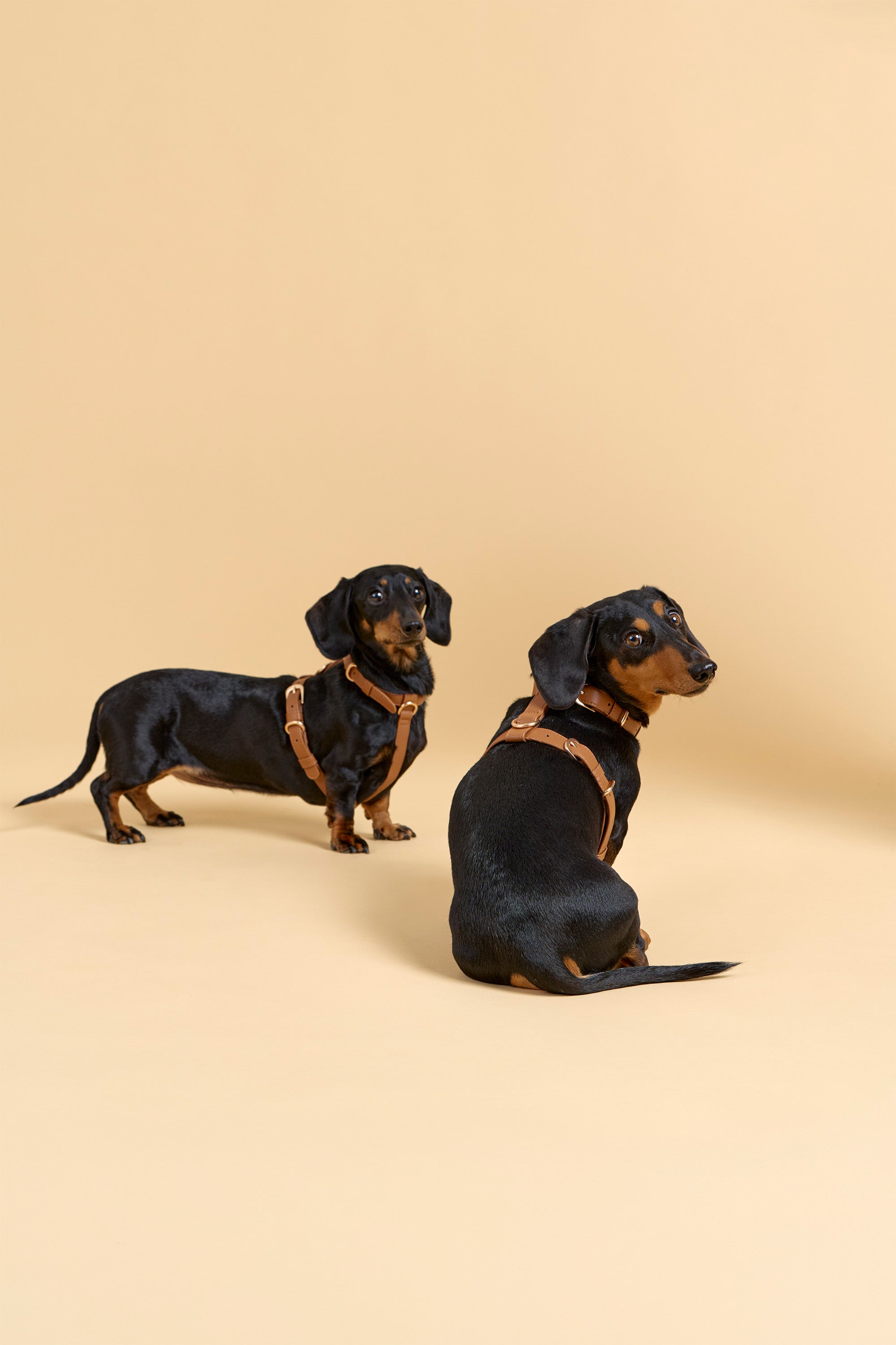 Classic Harness Set – Caramel Brown