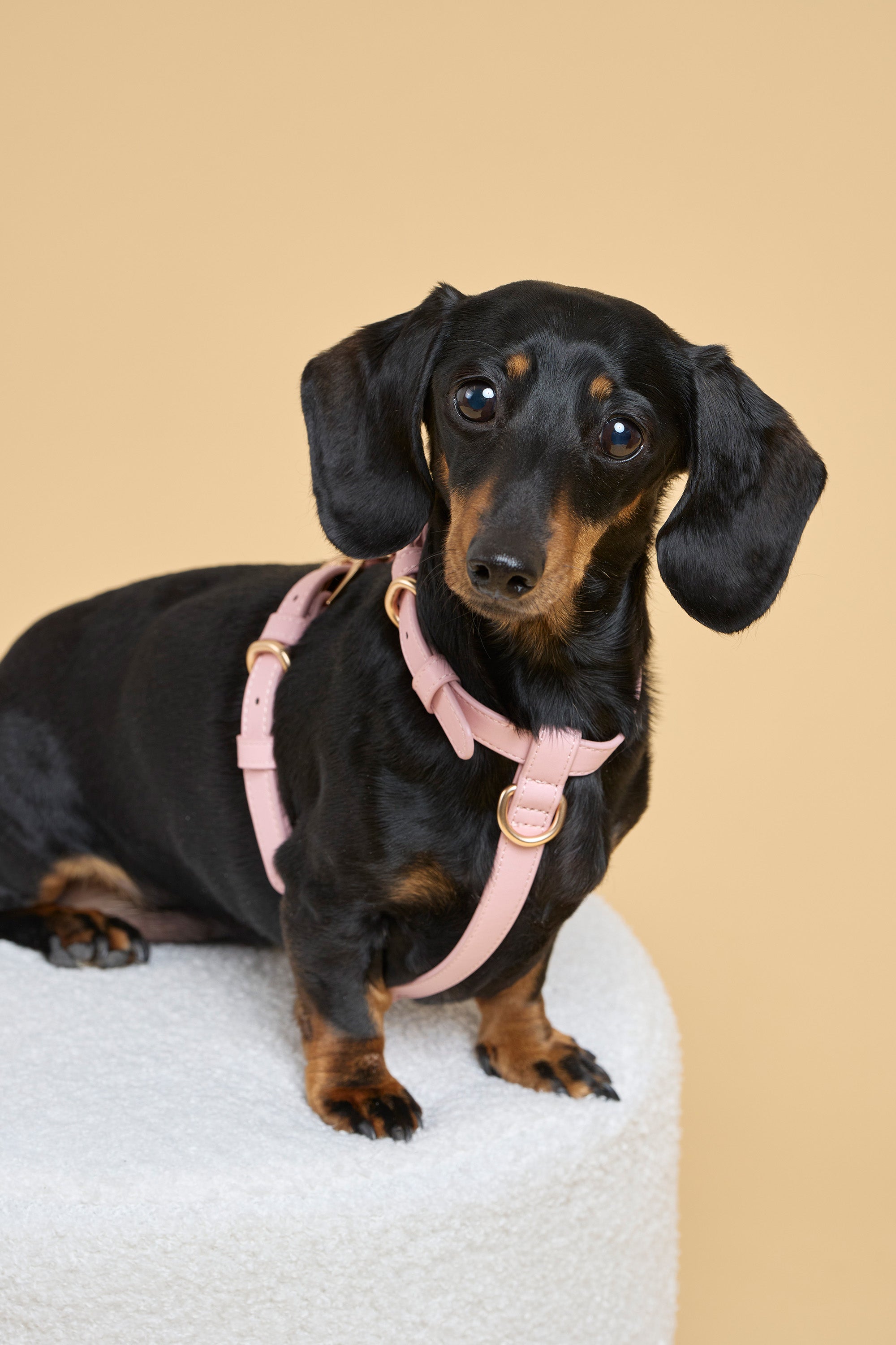 Classic Harness – Blush Pink