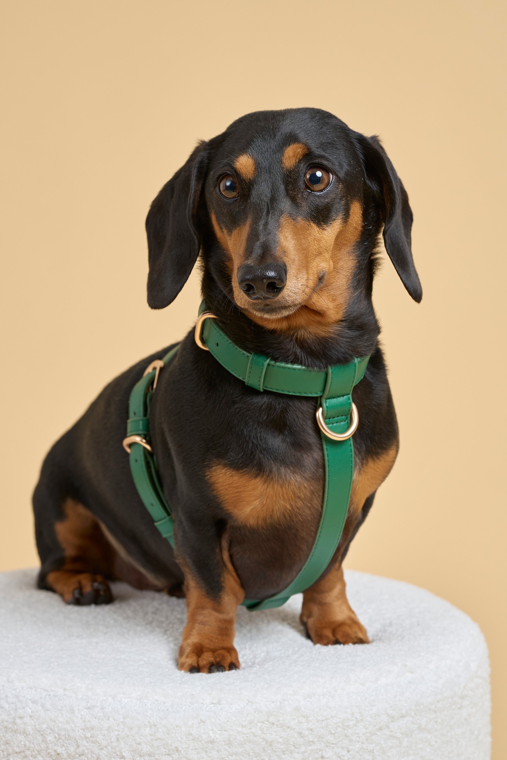 Classic Harness Set – Emerald Green