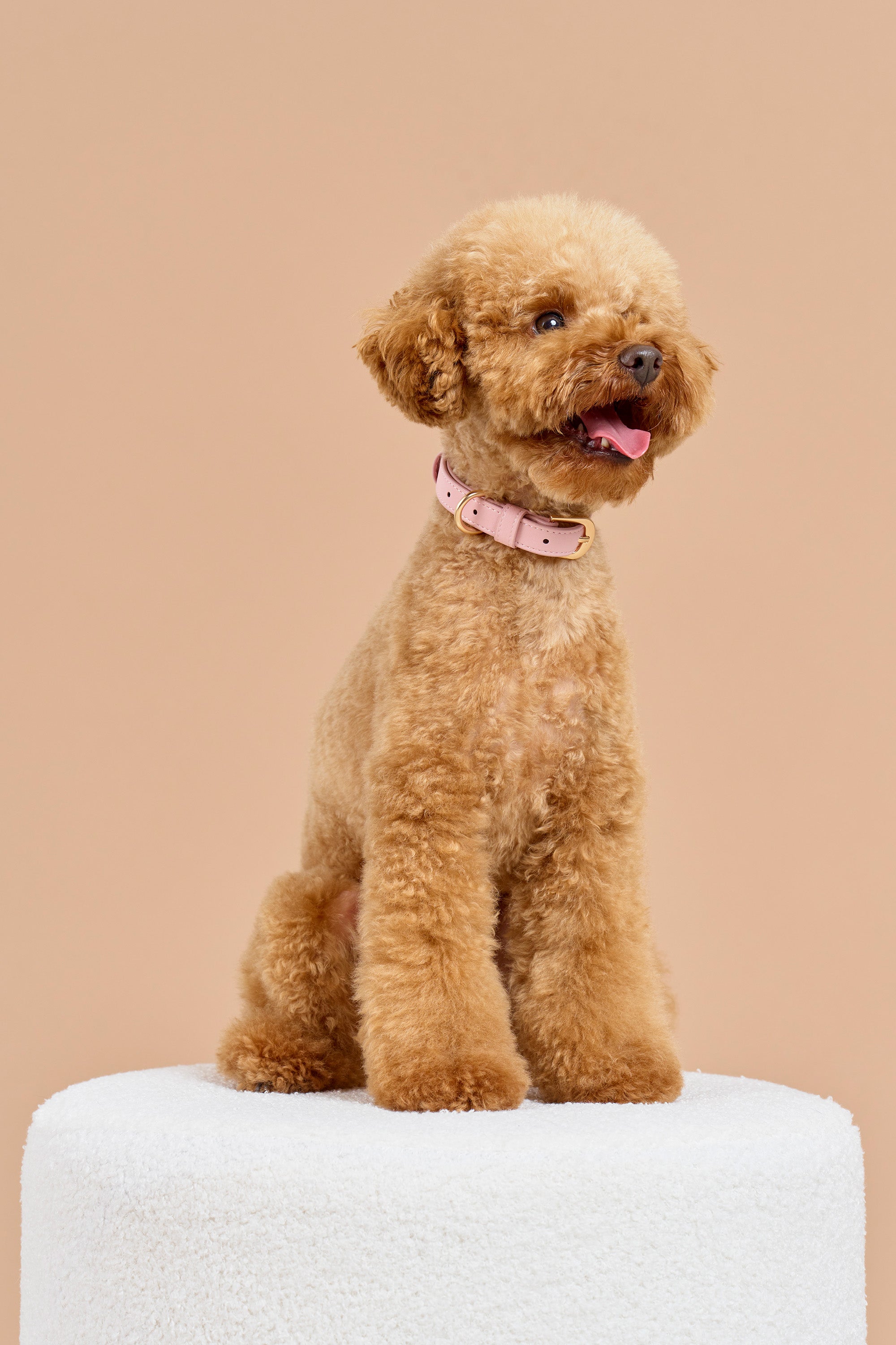 Classic Collar – Blush Pink
