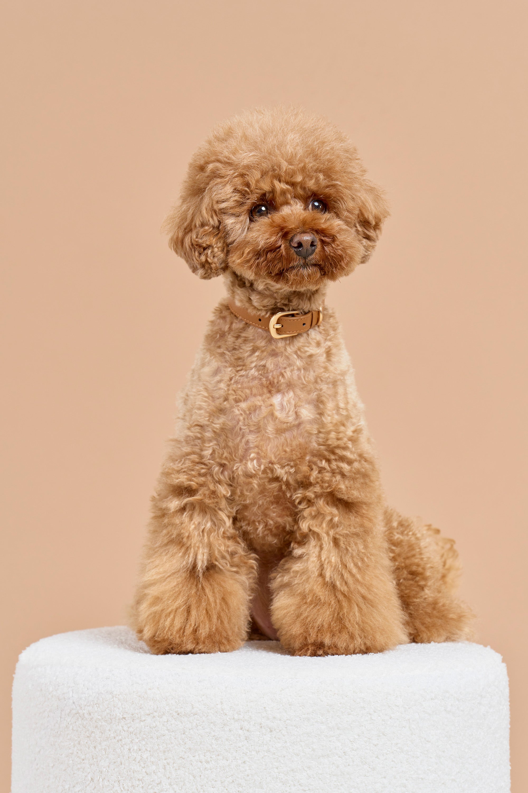 Classic Collar – Caramel Brown