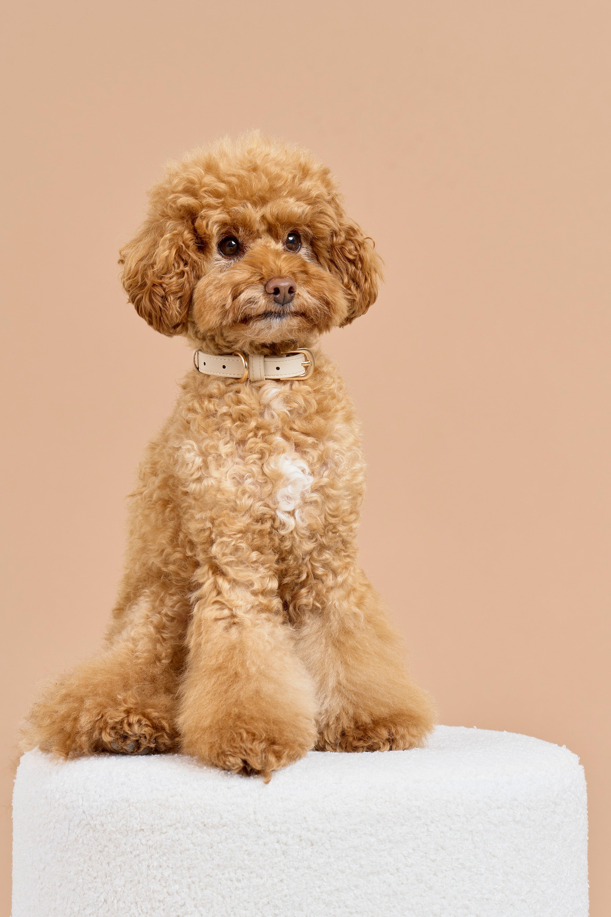 Classic Collar – Vanilla Cream