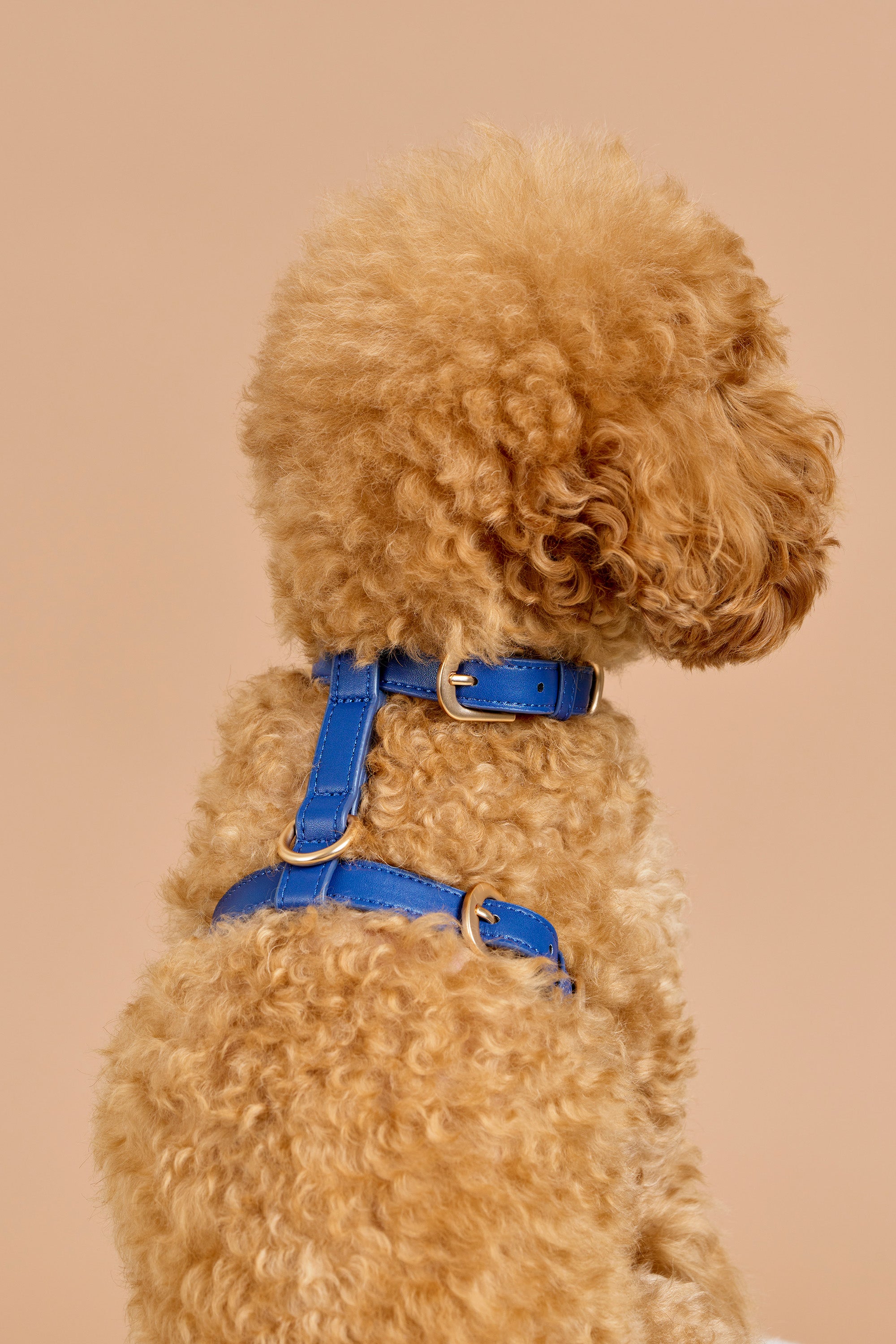 Classic Harness Set – Navy Blue