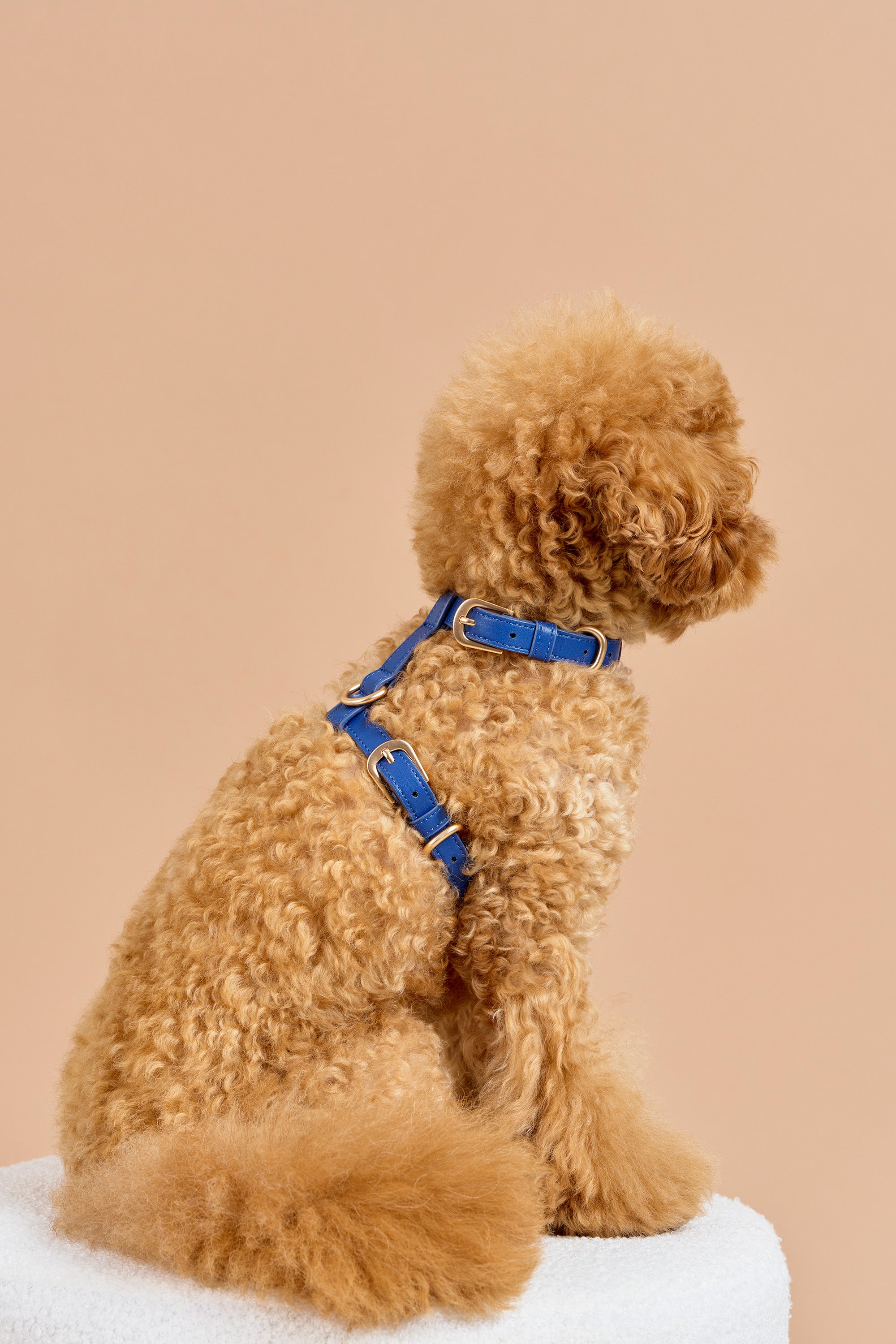 Classic Harness – Navy Blue