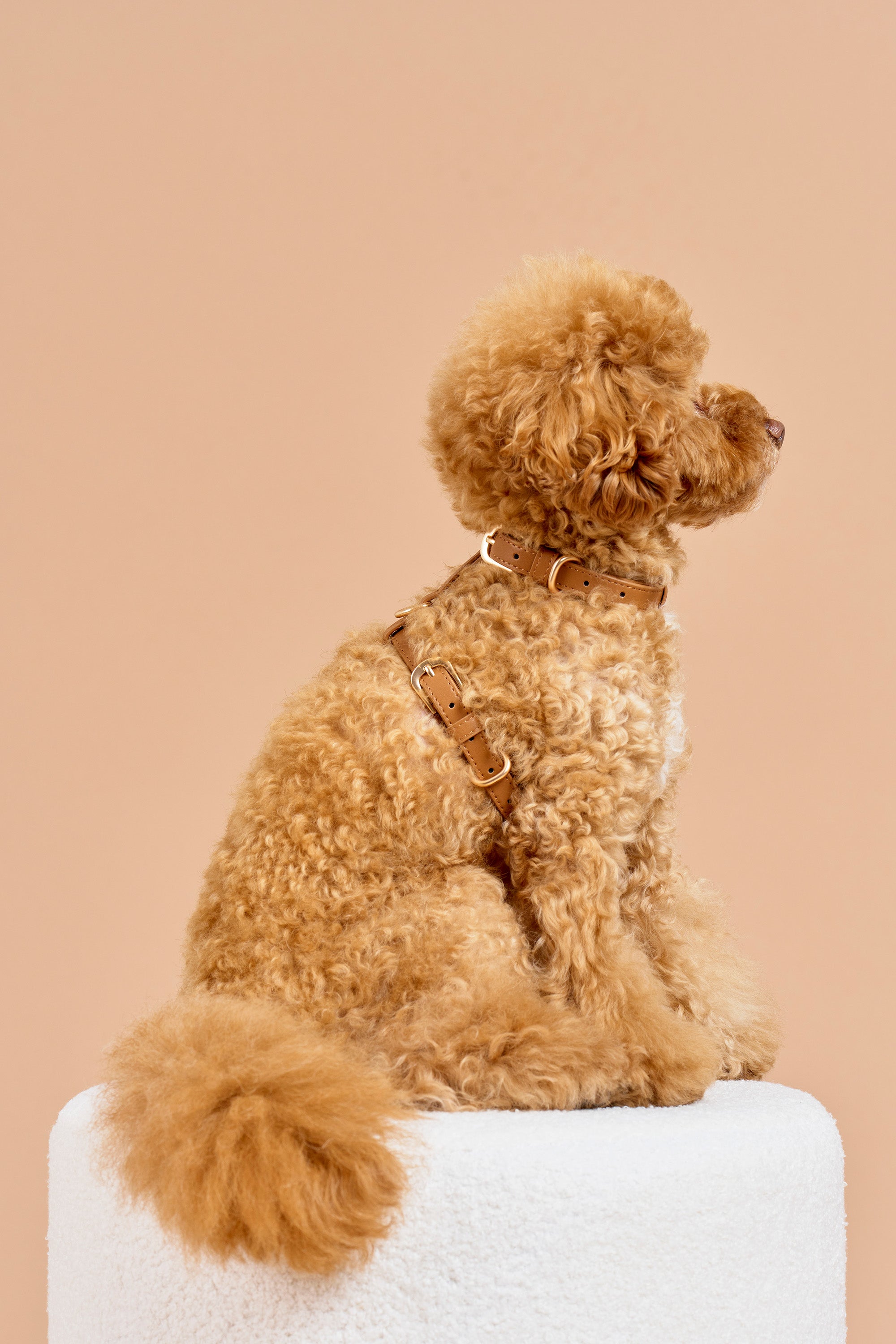 Classic Harness – Caramel Brown