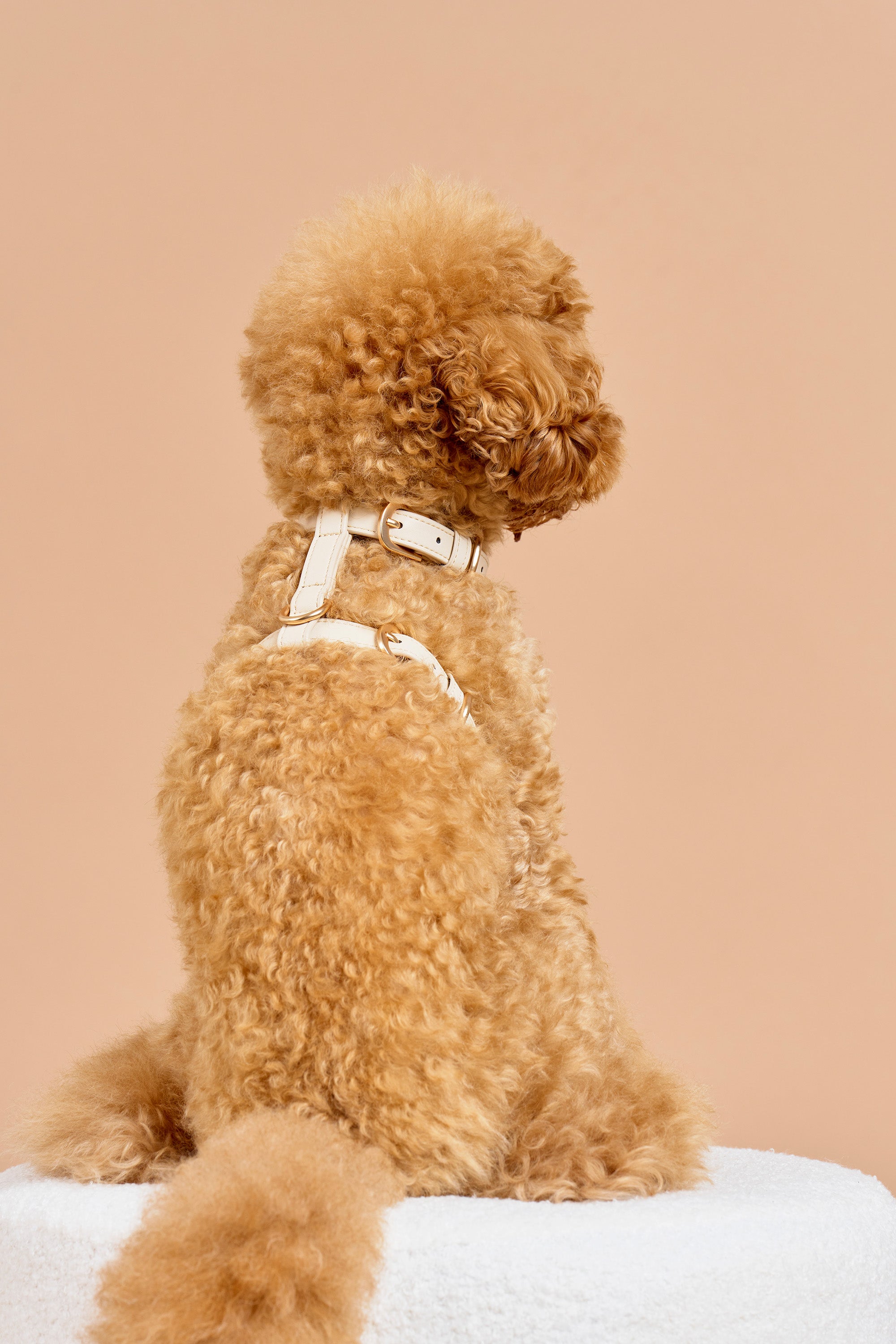 Classic Harness – Vanilla Cream