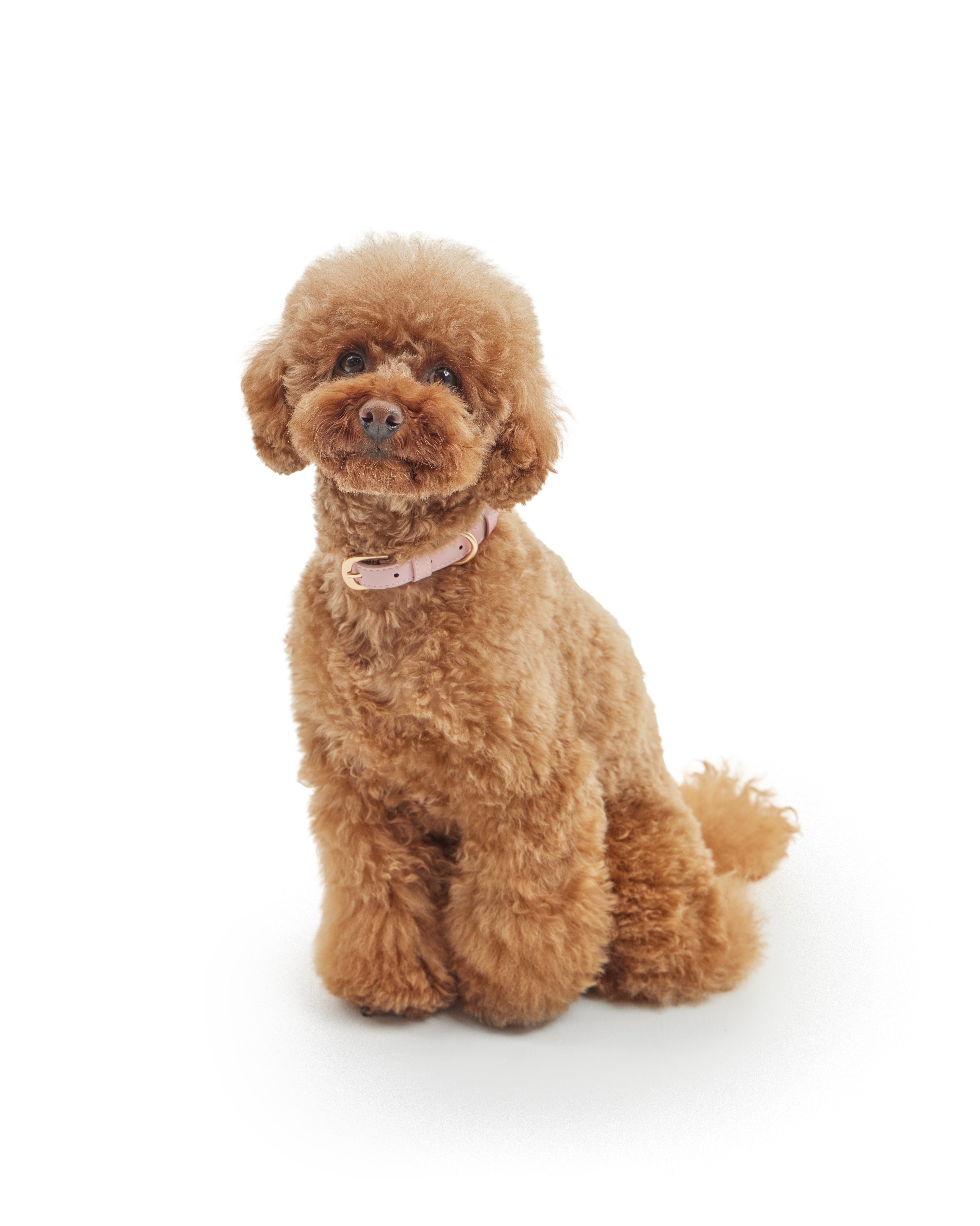 Classic Collar – Blush Pink