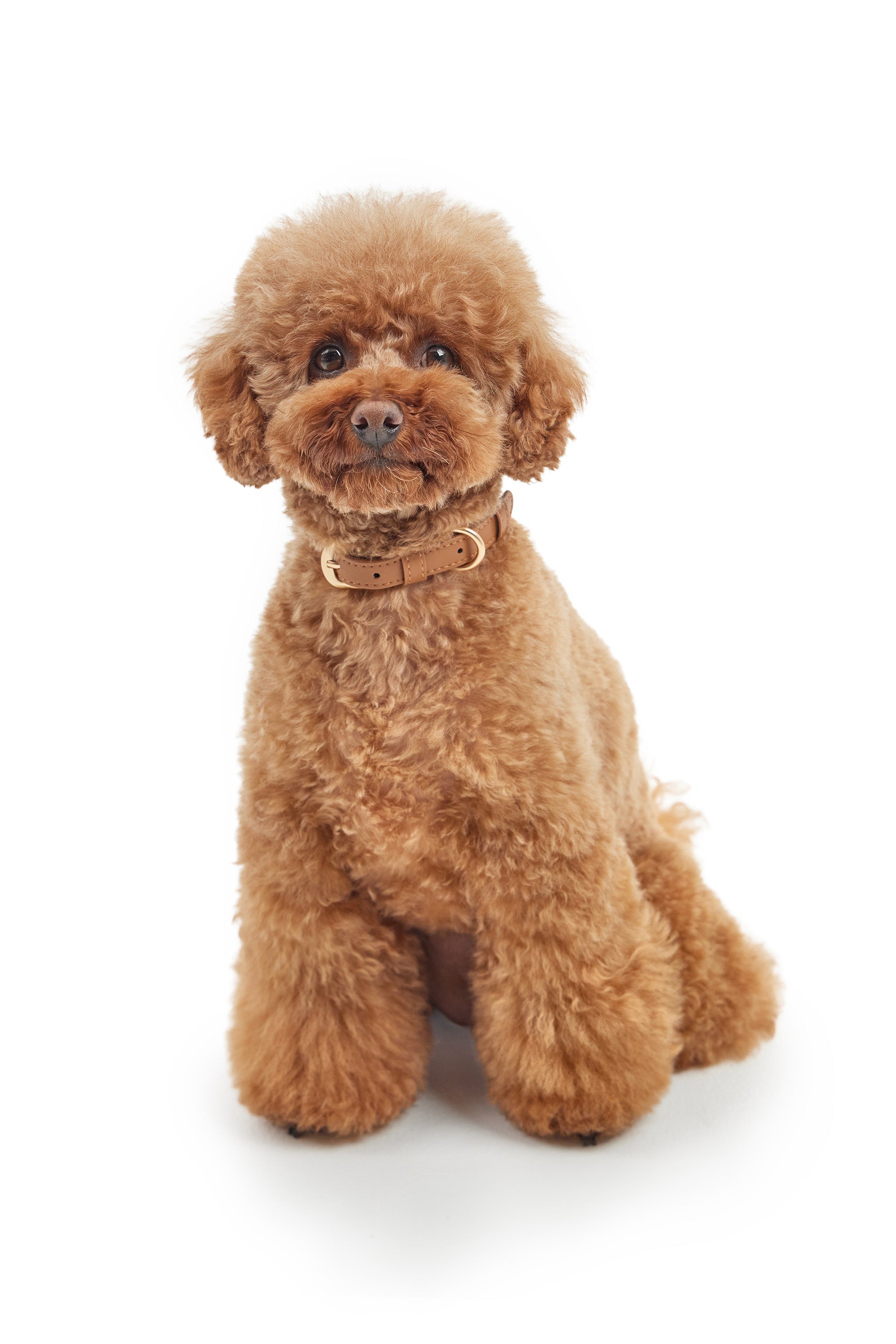 Classic Collar – Caramel Brown