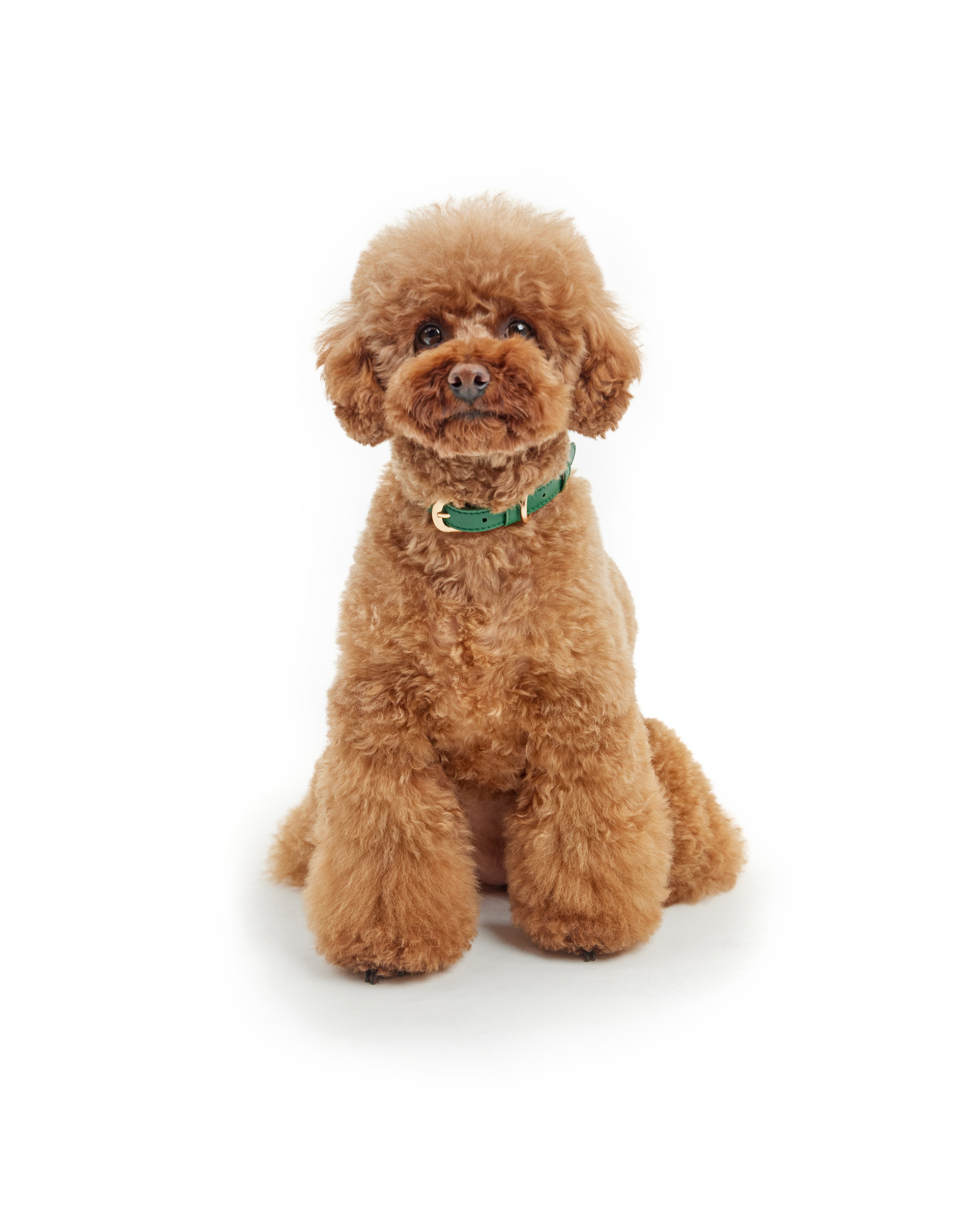 Classic Collar – Emerald Green