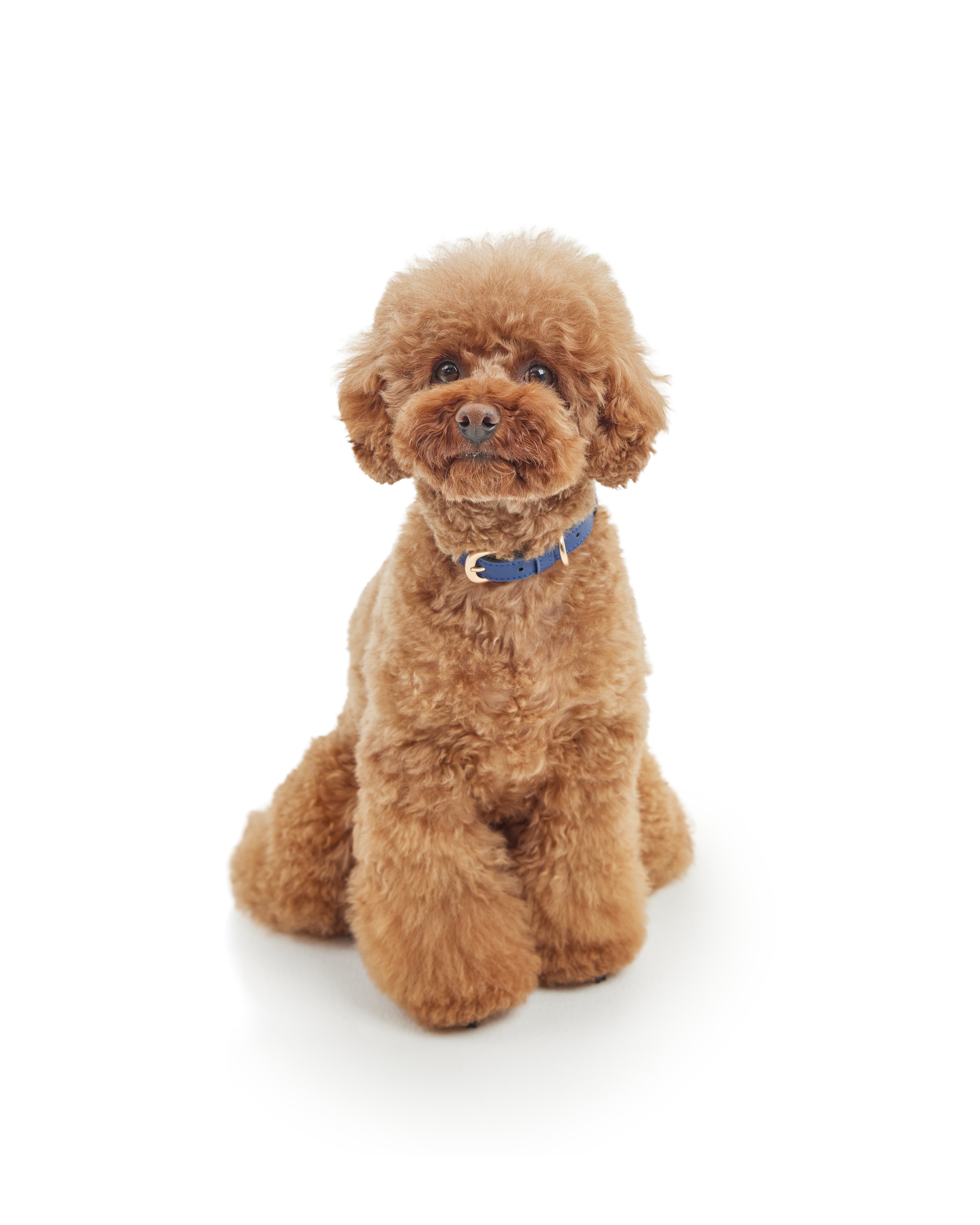 Classic Collar – Navy Blue