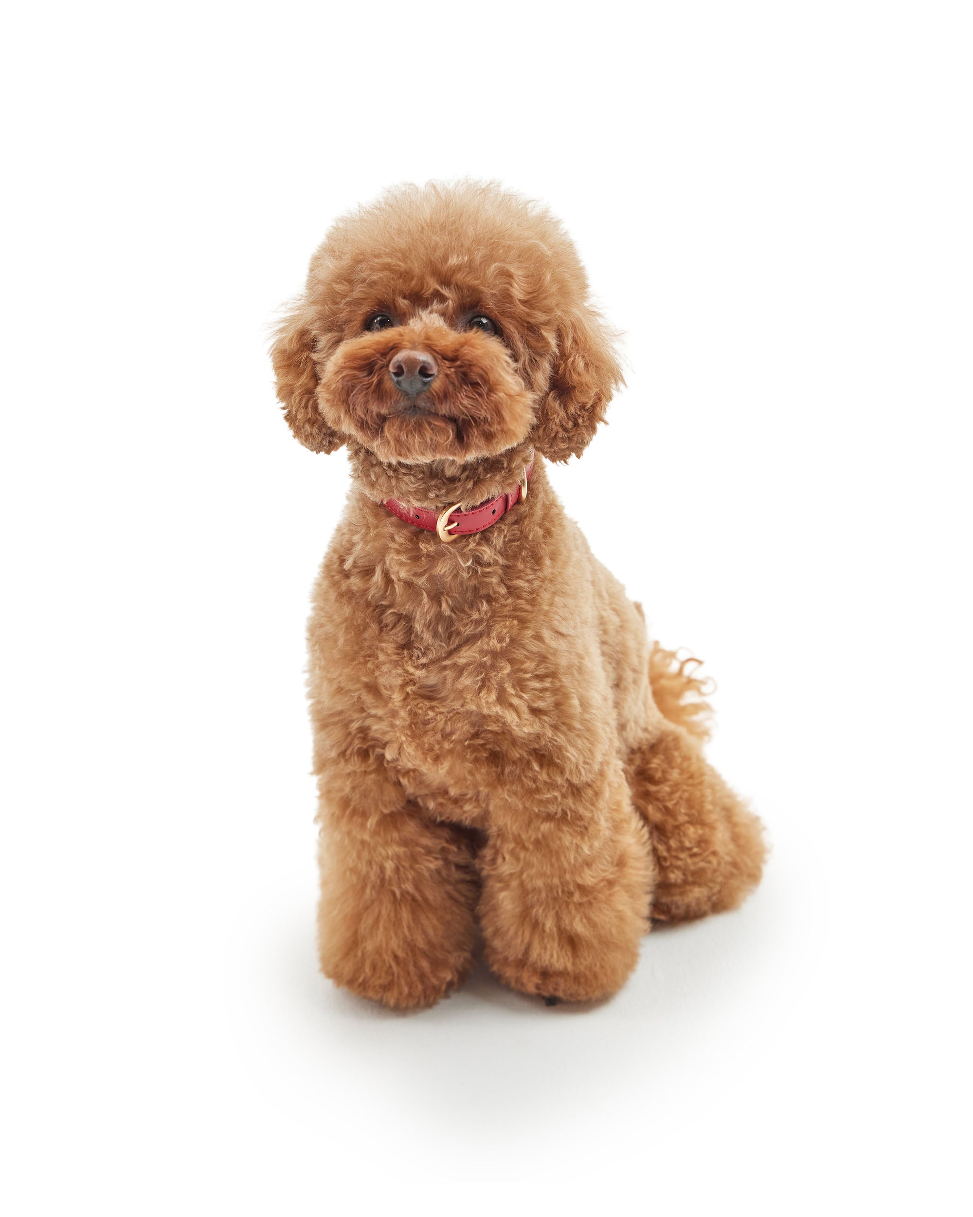 Classic Collar Set – Rouge Red