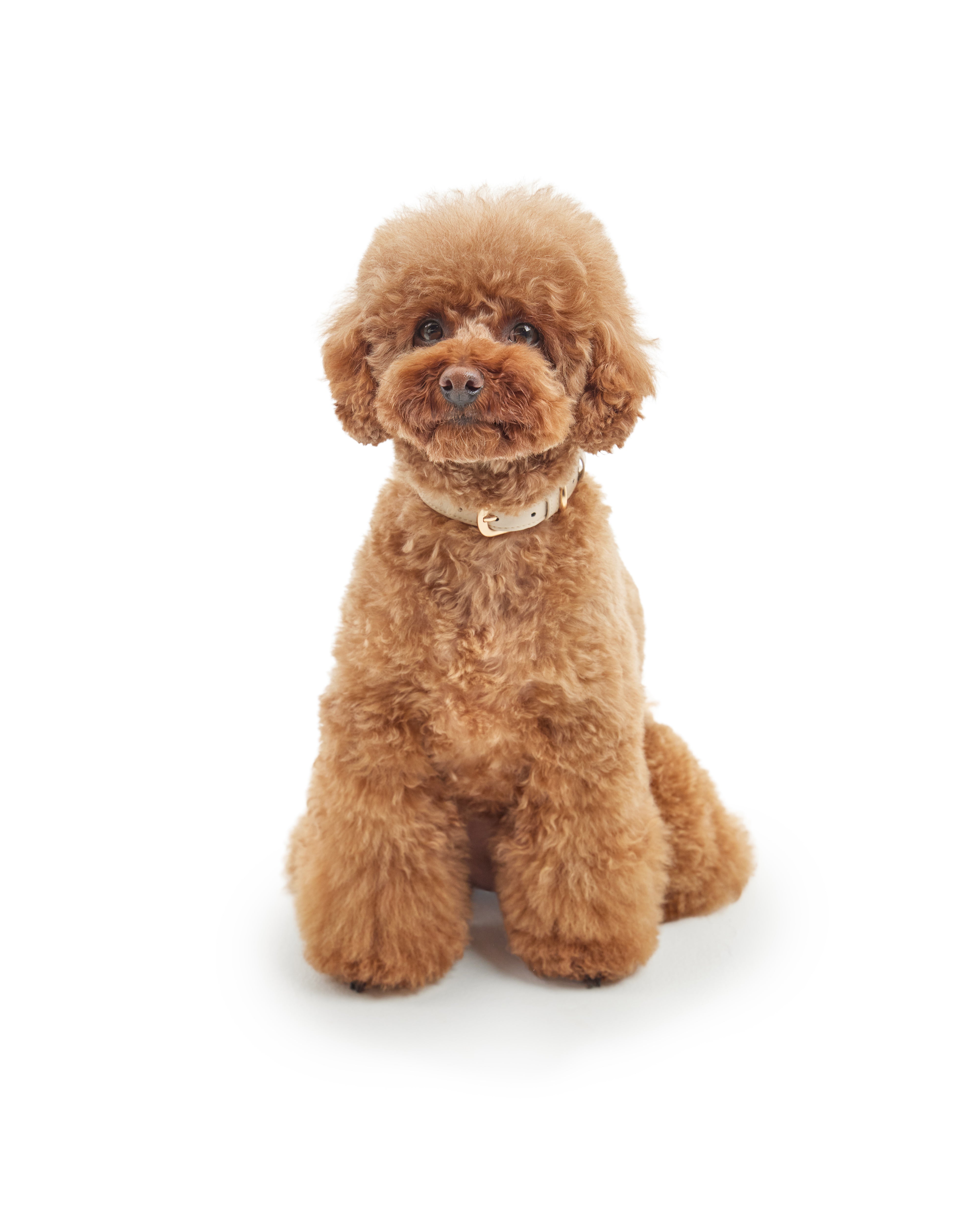 Classic Collar – Vanilla Cream