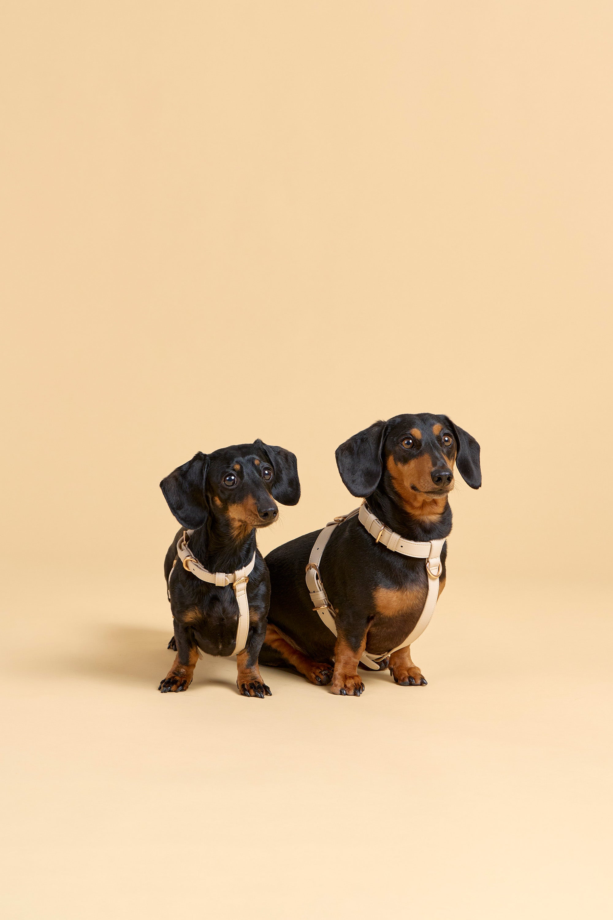 Classic Harness – Vanilla Cream