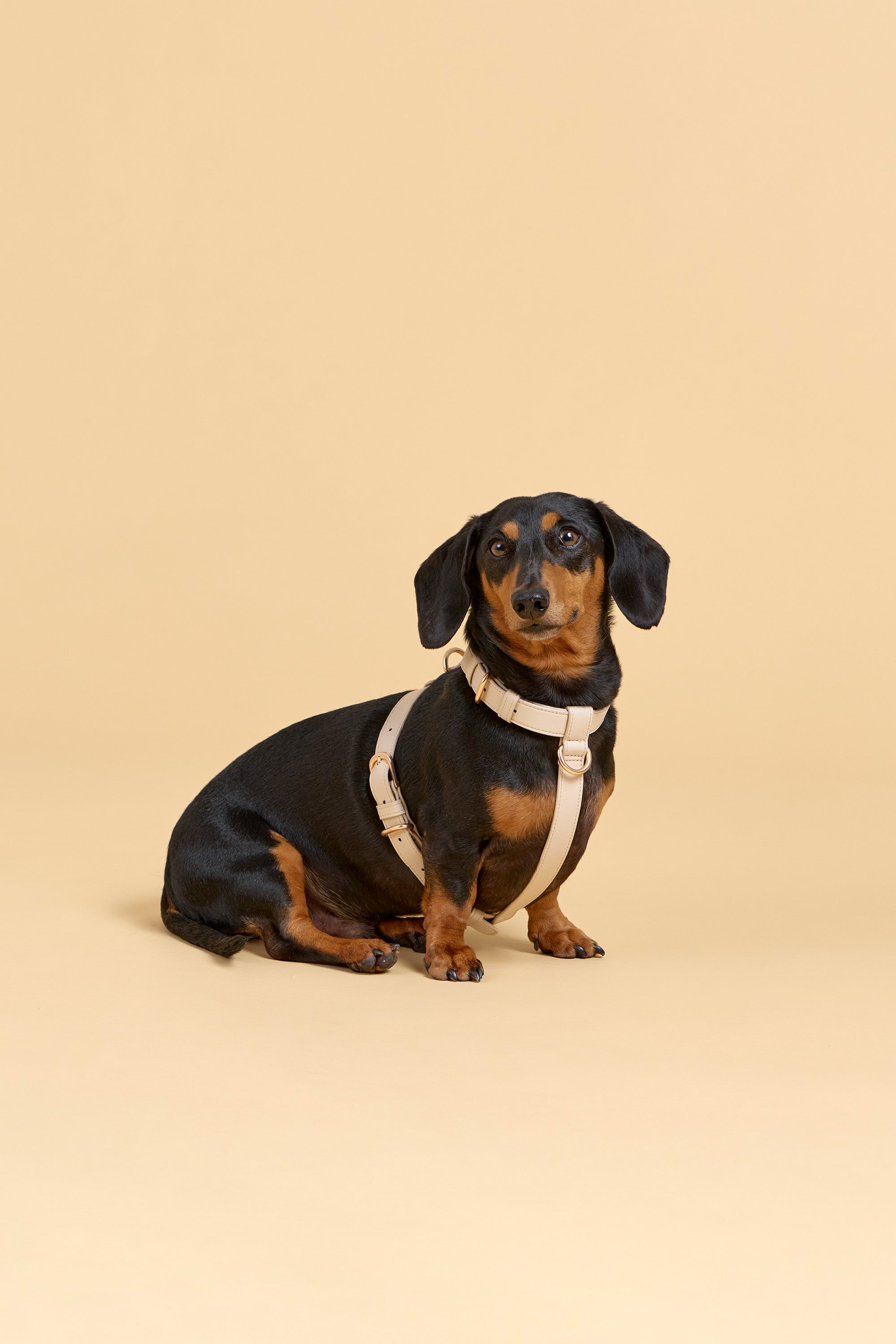 Classic Harness – Vanilla Cream