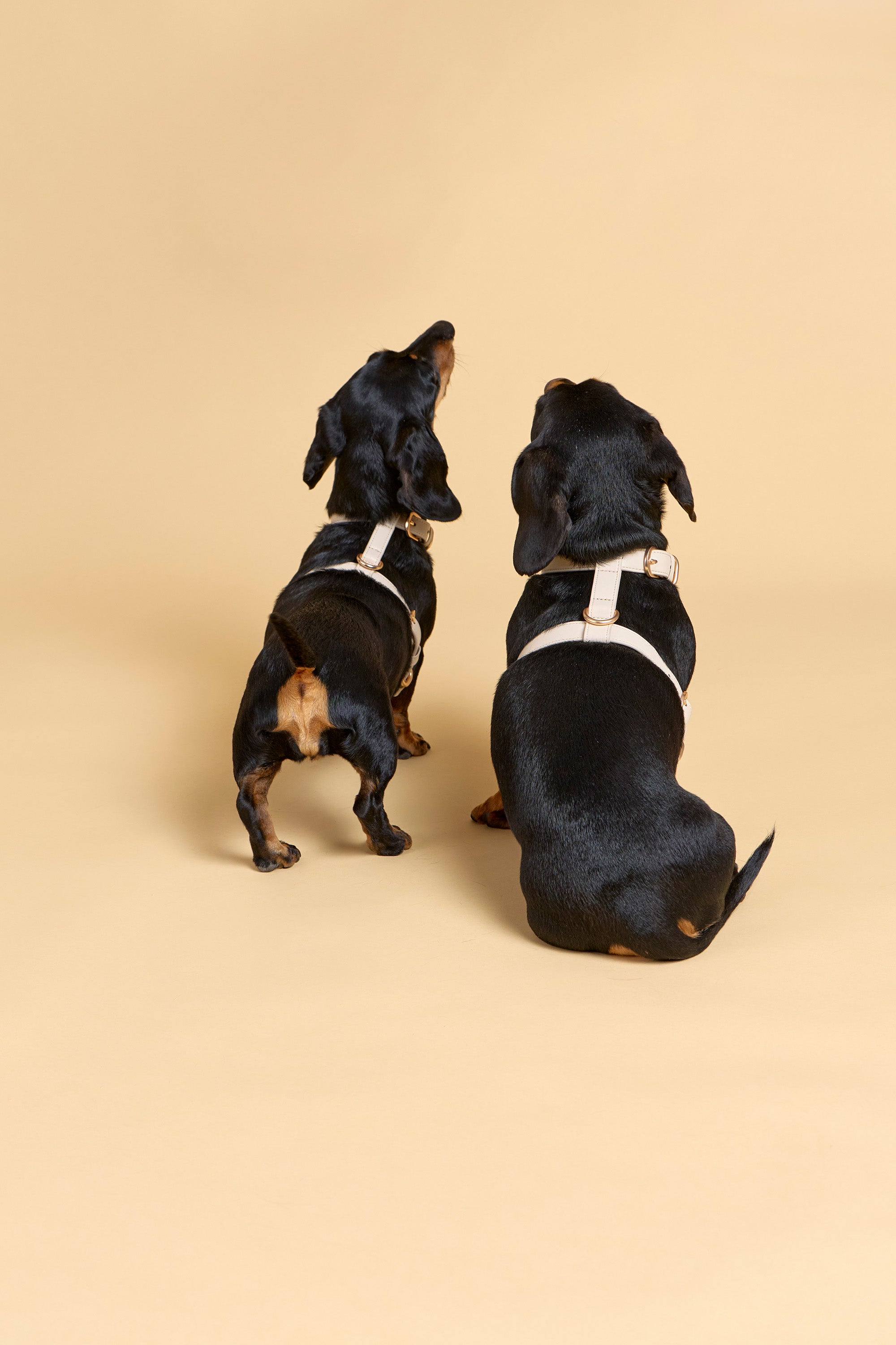 Classic Harness – Vanilla Cream