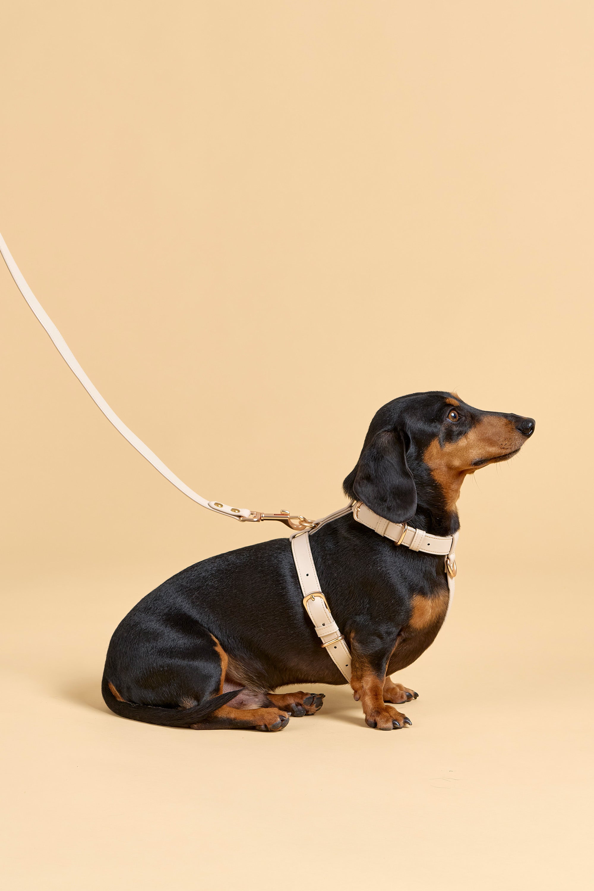 Classic Harness – Vanilla Cream