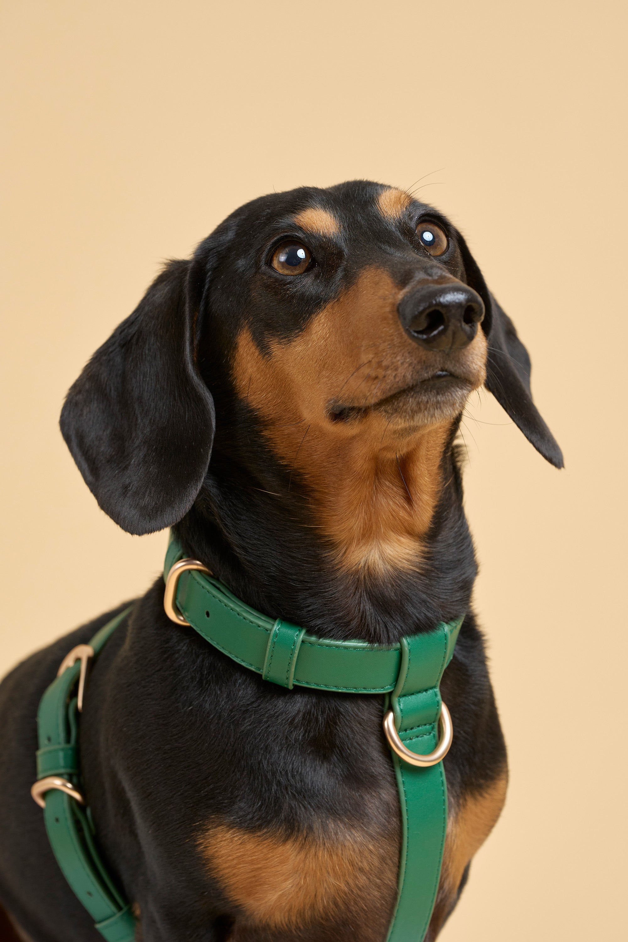 Classic Harness Set – Emerald Green