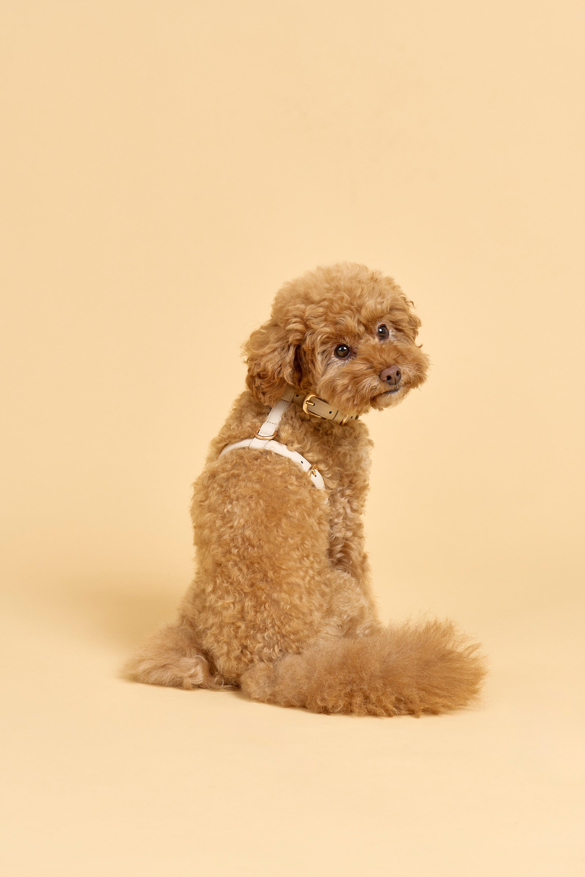 Classic Harness – Vanilla Cream