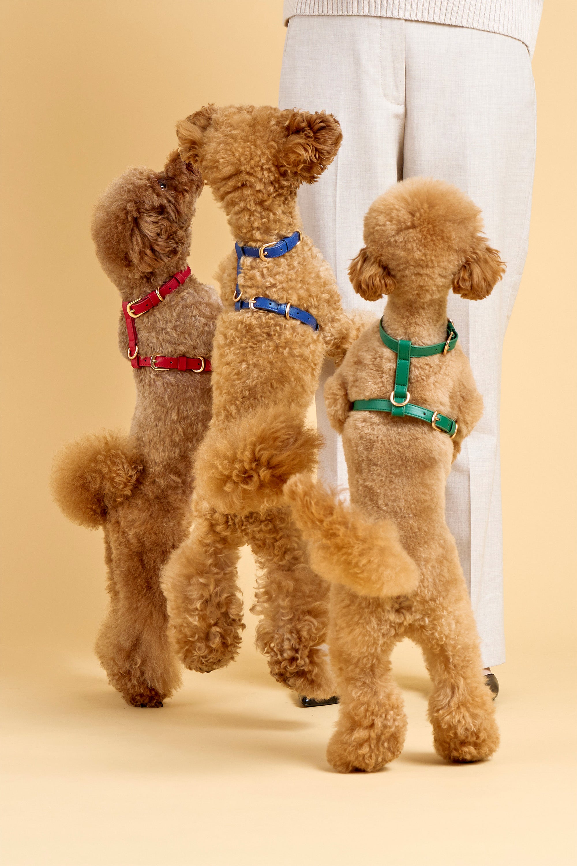 Classic Harness Set – Rouge Red