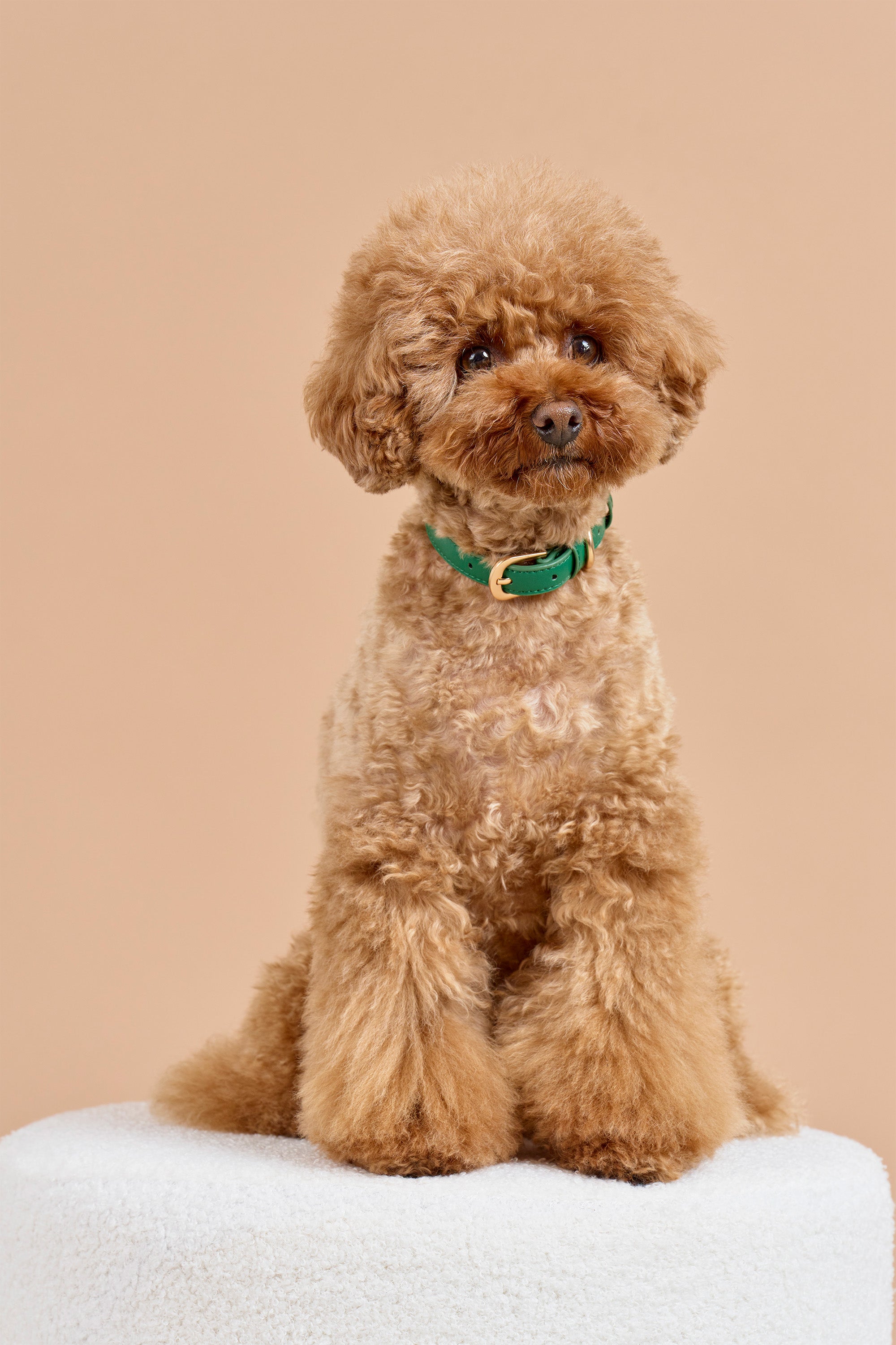Classic Collar – Emerald Green