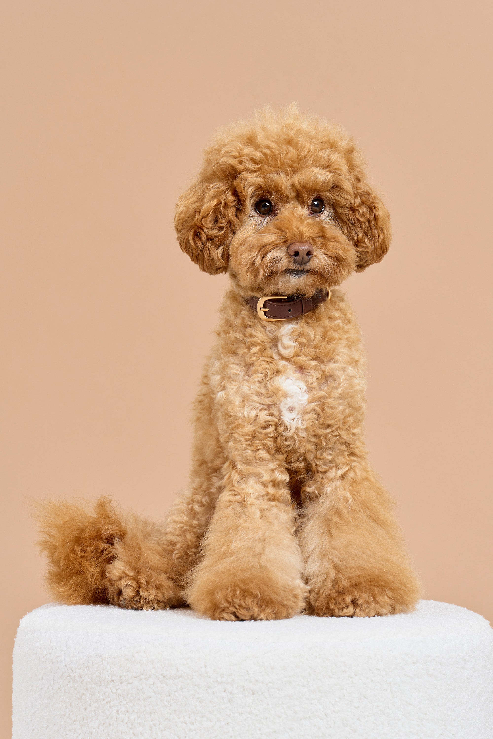 Classic Collar – Dark Chocolate