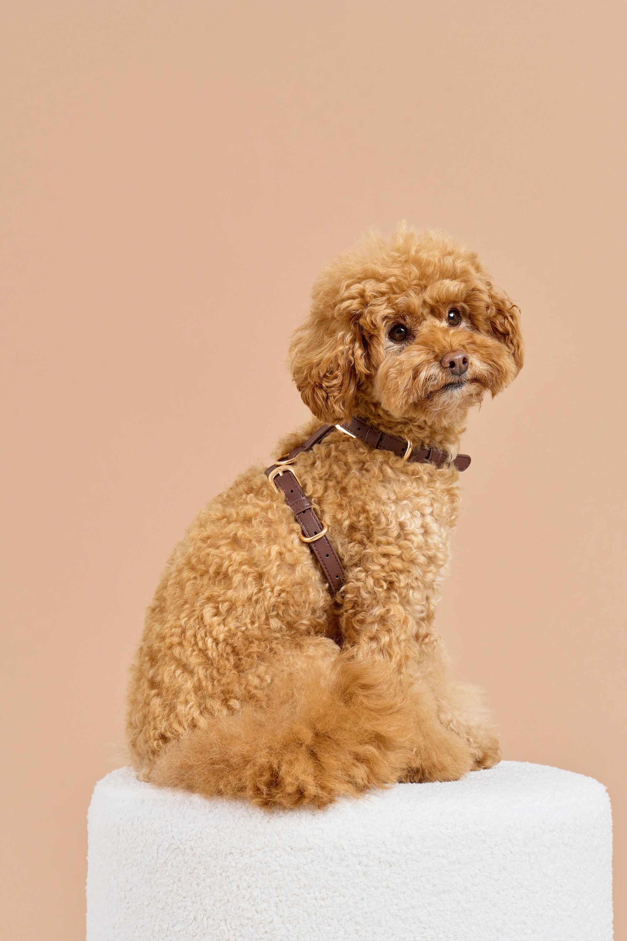 Classic Harness – Dark Chocolate