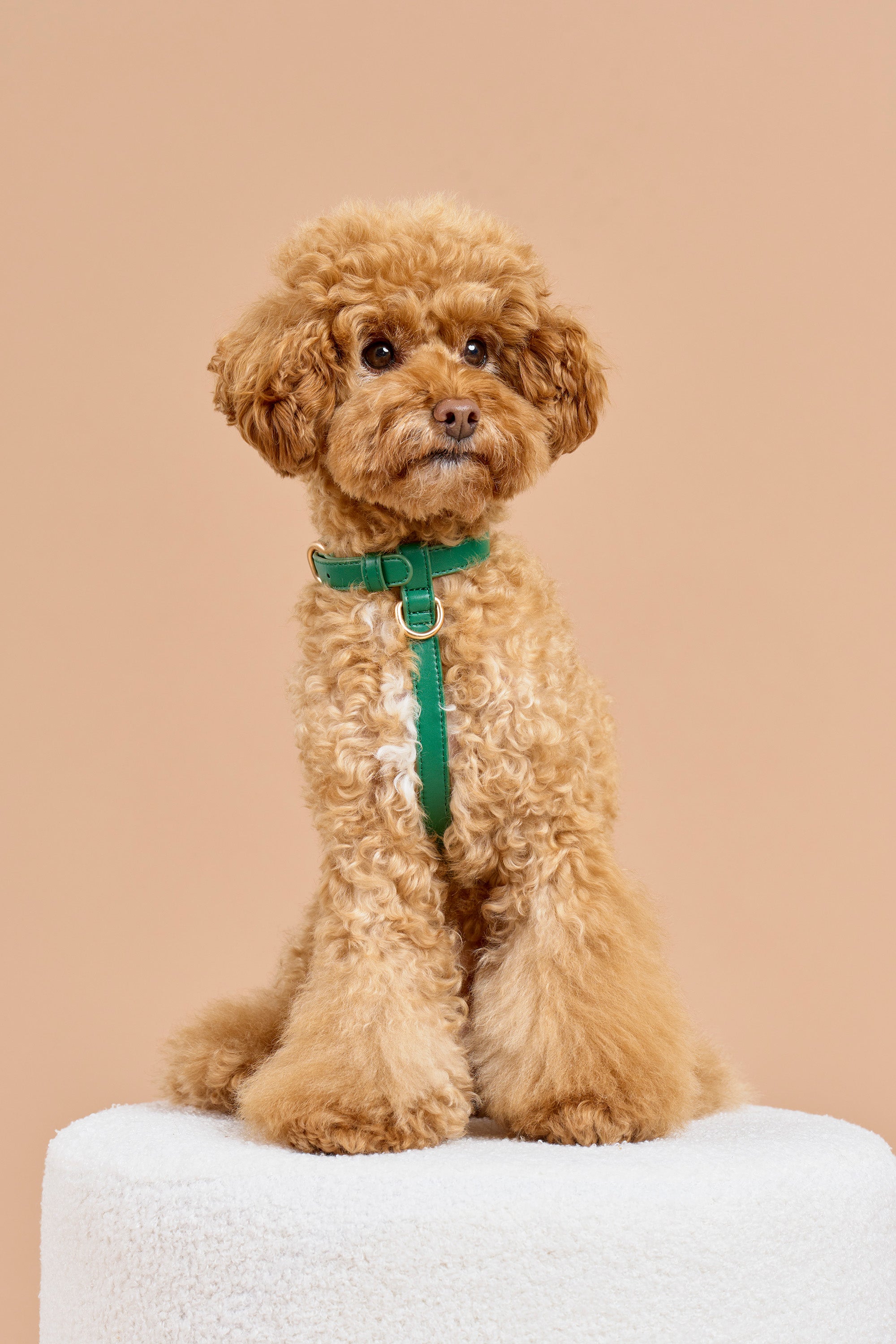 Signature Walk Set – Emerald Green