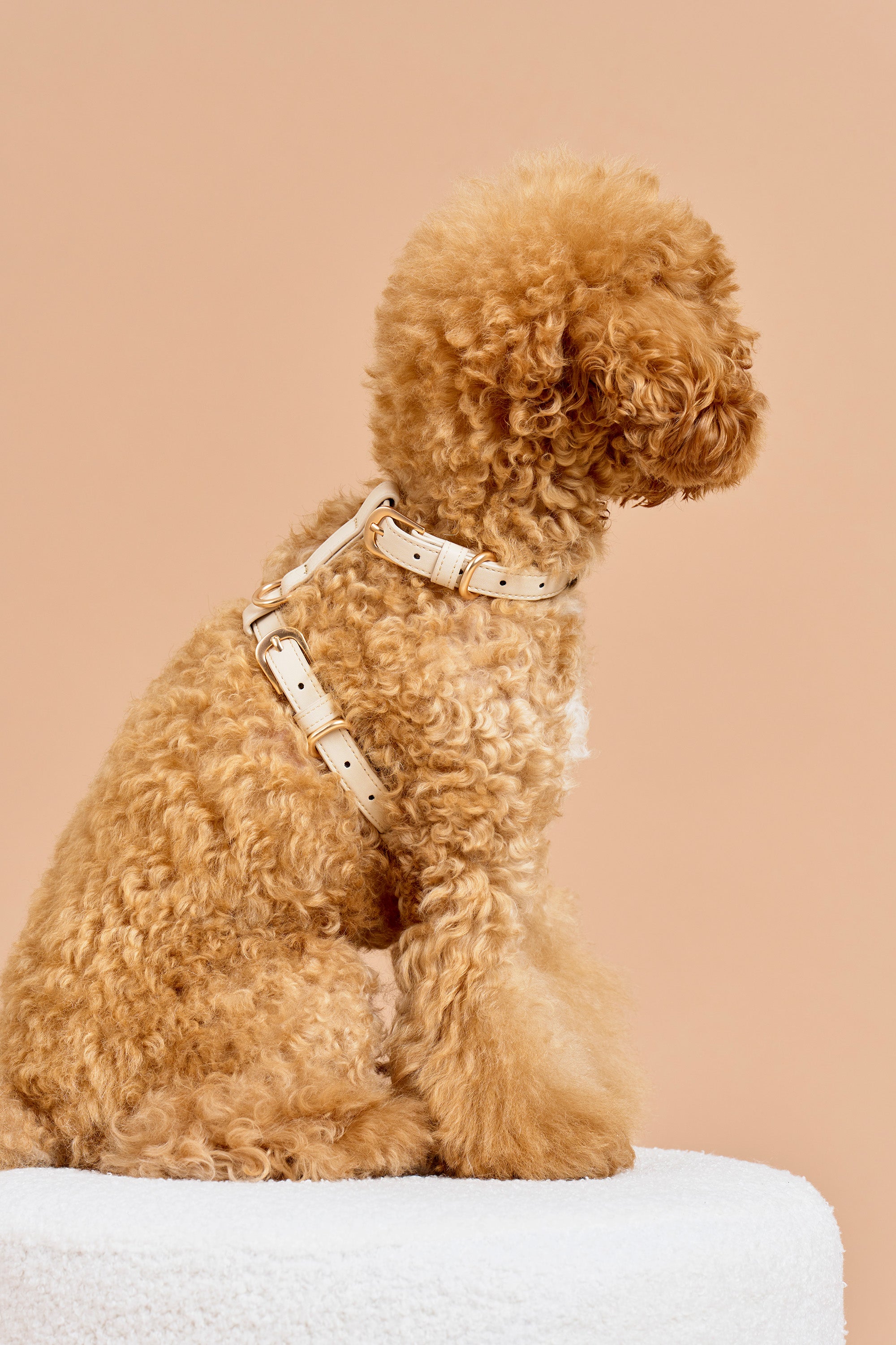 Classic Harness – Vanilla Cream