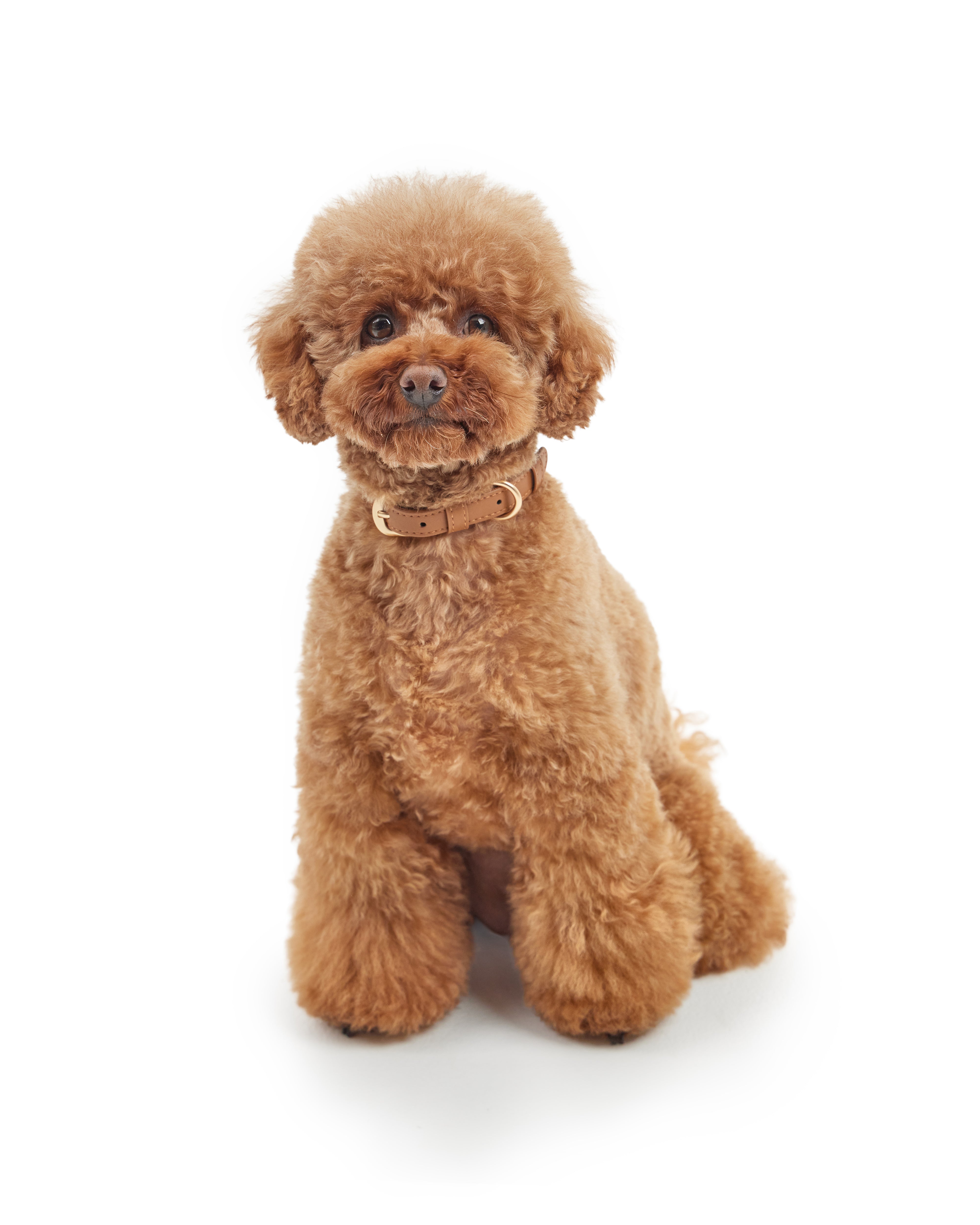 Classic Collar – Caramel Brown