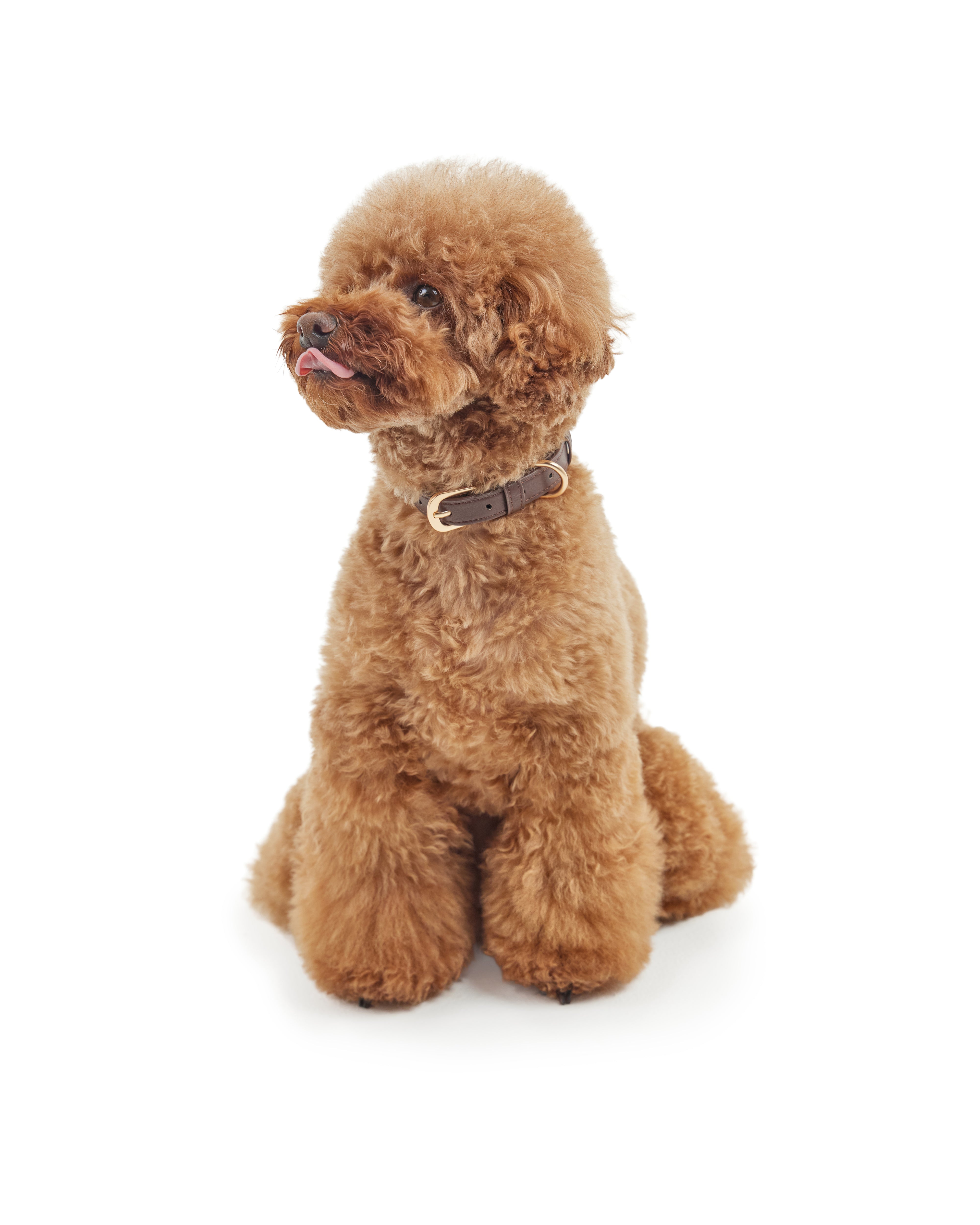 Classic Collar – Dark Chocolate