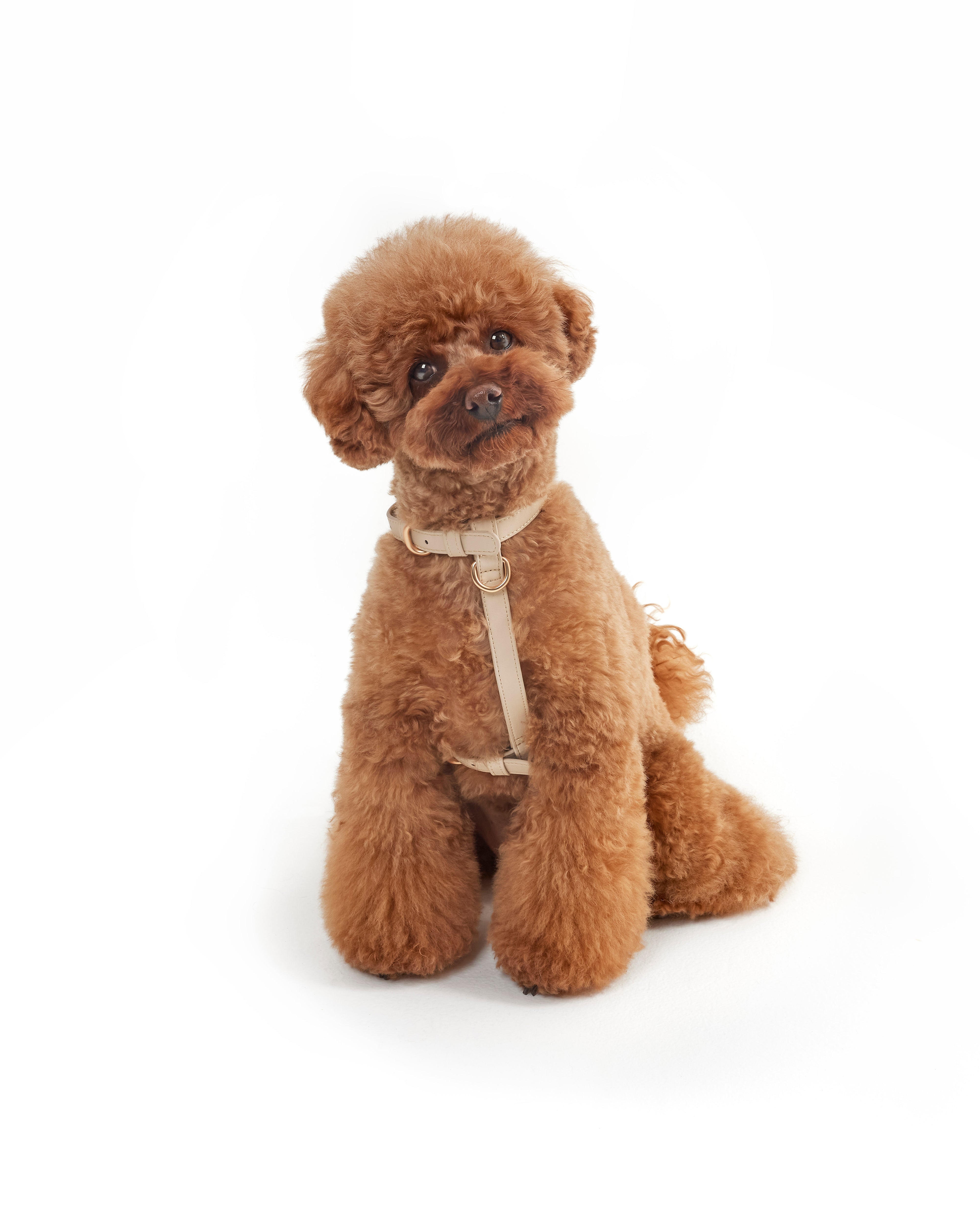 Classic Harness – Vanilla Cream